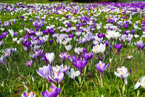 Frühlingsgruß aus Horbach