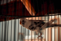 Der Mensch ist frei geschaffen, ist frei – und würd&#039; er in Ketten geboren…