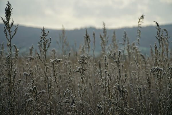 Artemisia als Corona-Medikament?